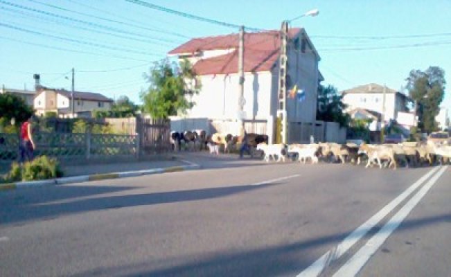Cu vacile şi caprele pe drumul naţional